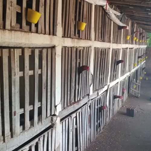 Polícia acaba com rinha de galos e resgata 64 animais, no Sertão da Paraíba