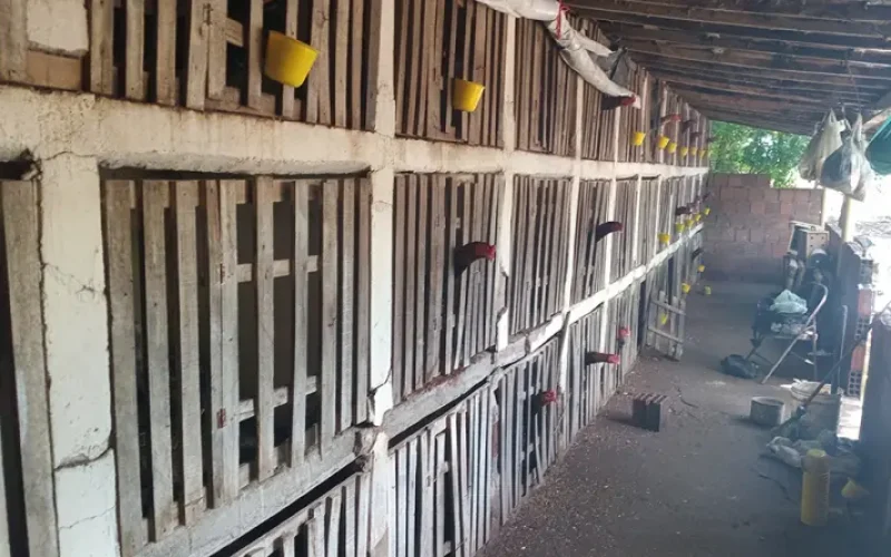 Polícia acaba com rinha de galos e resgata 64 animais, no Sertão da Paraíba