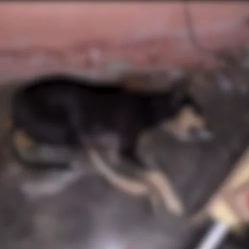 MPPB instaura procedimento para acompanhar situação de animais abandonados em Teixeira