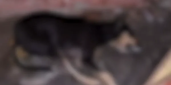 MPPB instaura procedimento para acompanhar situação de animais abandonados em Teixeira