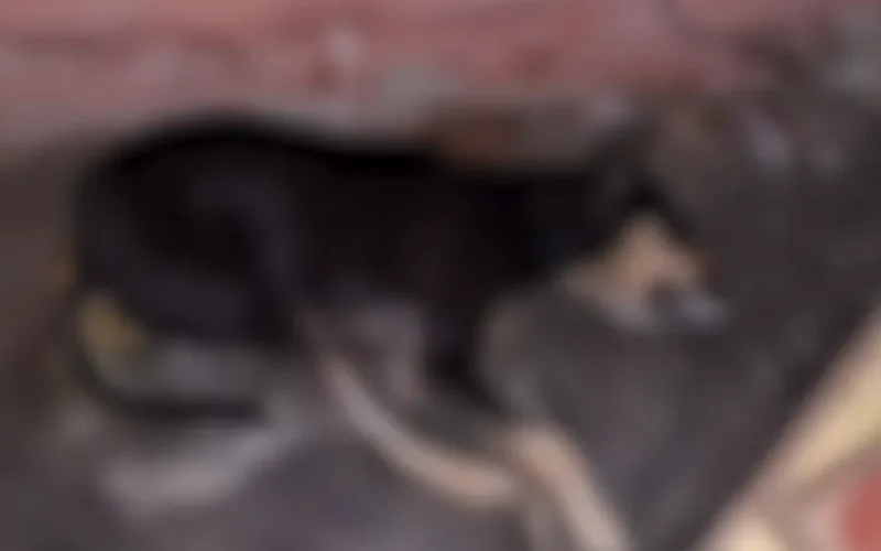 MPPB instaura procedimento para acompanhar situação de animais abandonados em Teixeira