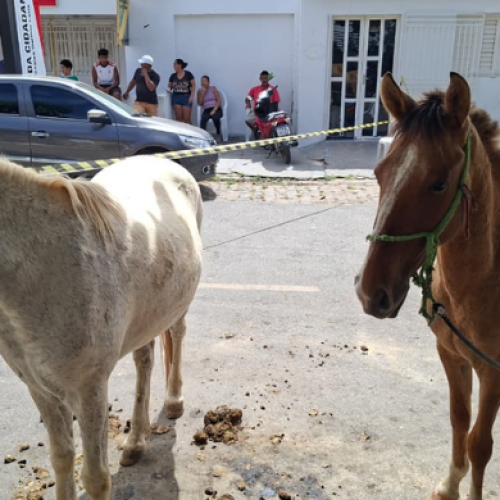 Idoso de 64 anos morre após ser arrastado por cavalo, no Sertão da PB