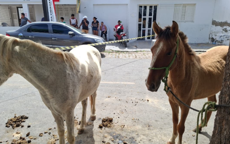 Idoso de 64 anos morre após ser arrastado por cavalo, no Sertão da PB