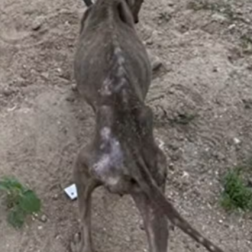 Homem é preso, suspeito de maus-tratos contra cachorro em Queimadas