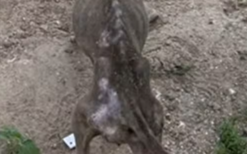 Homem é preso, suspeito de maus-tratos contra cachorro em Queimadas