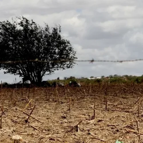 Governo Federal decreta situação de emergência em três cidades da Paraíba por estiagem
