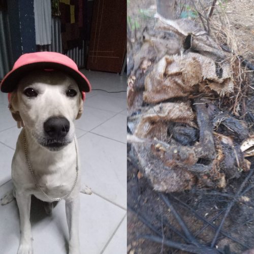 Crueldade: cachorro é encontrada morto com sinais de violência em São Domingos do Cariri