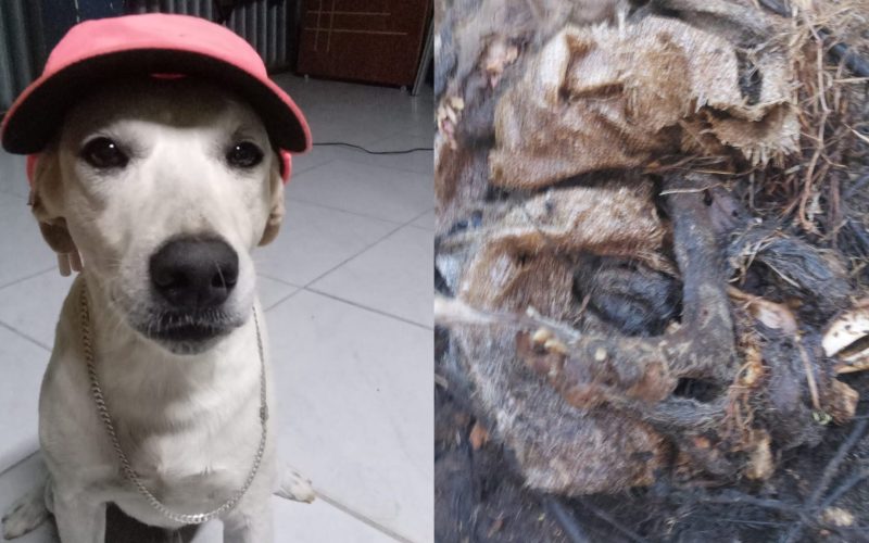Crueldade: cachorro é encontrada morto com sinais de violência em São Domingos do Cariri