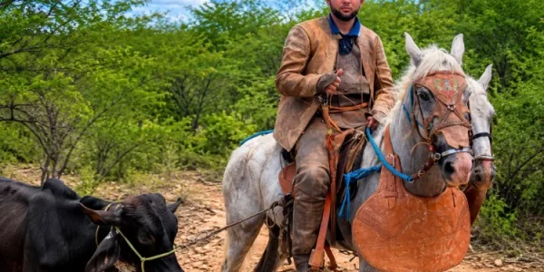 Jovem morre após ataque de abelhas durante pega de boi na zona rural de Camalaú