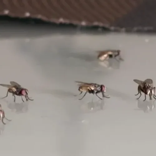 ‘Virose da mosca’: UPA e Hospital Regional de Sousa, na PB, registram aumento de atendimentos por infecções