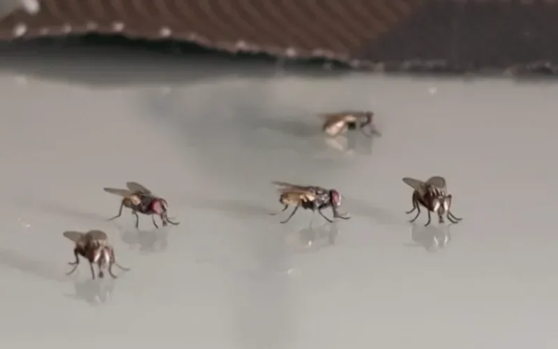 ‘Virose da mosca’: UPA e Hospital Regional de Sousa, na PB, registram aumento de atendimentos por infecções