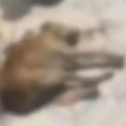 Idoso é preso suspeito de matar cachorro com barra de ferro no sertão