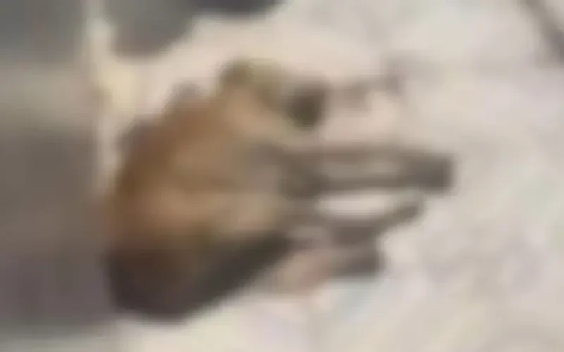 Idoso é preso suspeito de matar cachorro com barra de ferro no sertão