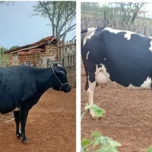 Furto de gado é registrado na zona rural de Gurjão e proprietário busca informações sobre paradeiro dos animais