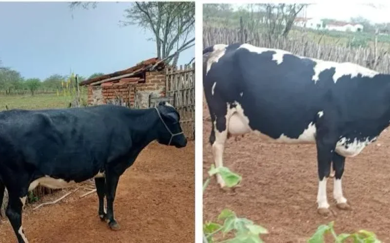 Furto de gado é registrado na zona rural de Gurjão e proprietário busca informações sobre paradeiro dos animais