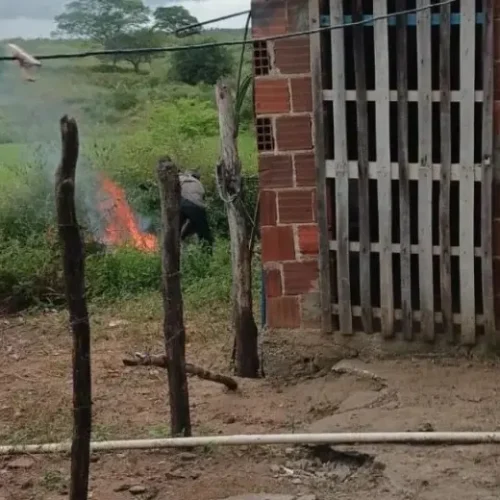 Homem é indiciado suspeito de espancar cachorro e jogar animal em fogueira, em Queimadas