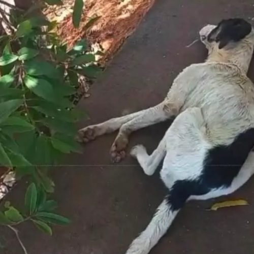 Denúncias de envenenamento de cães e gatos em Monteiro geram revolta entre moradores