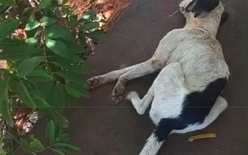 Denúncias de envenenamento de cães e gatos em Monteiro geram revolta entre moradores