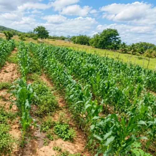 Cariri paraibano mira fruticultura irrigada para diversificar produção