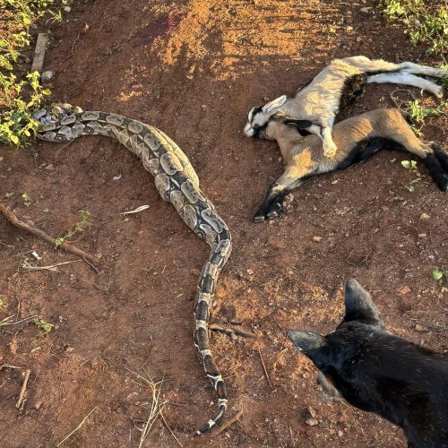 Produtor relata prejuízo após ataque de cobras na zona rural de São Domingos do Cariri