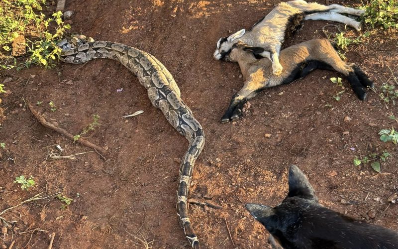 Produtor relata prejuízo após ataque de cobras na zona rural de São Domingos do Cariri
