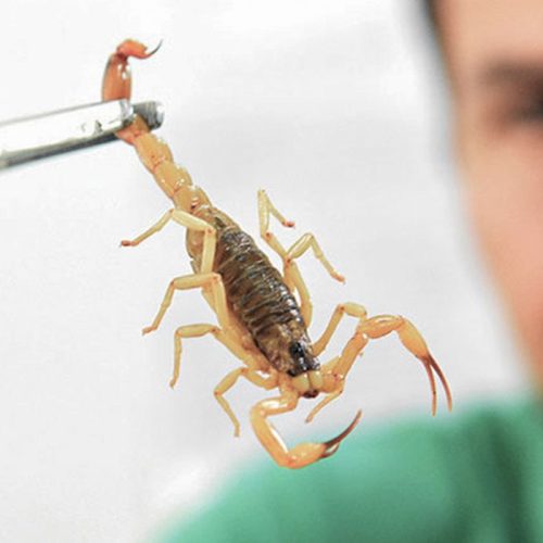 Crianças são mais vulneráveis a envenenamento por picada de escorpião