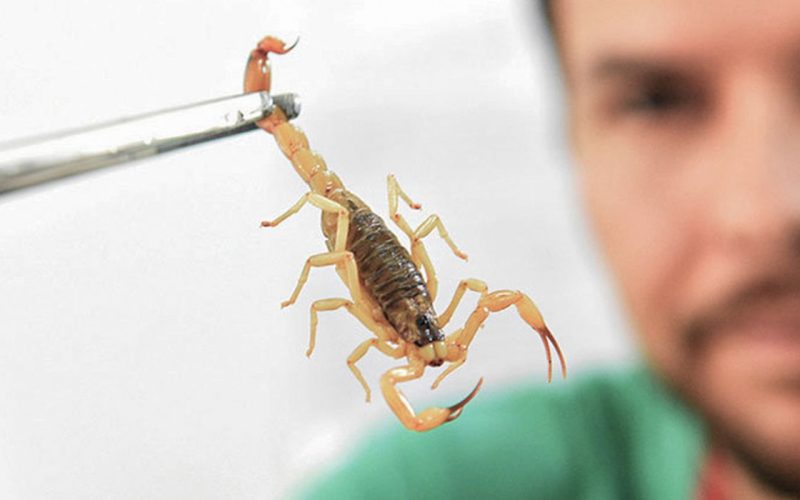 Crianças são mais vulneráveis a envenenamento por picada de escorpião