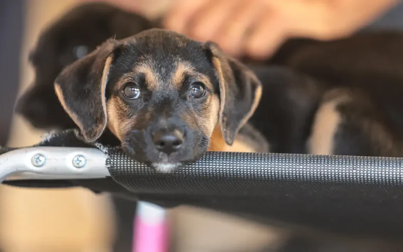 Governo abre consulta pública sobre genéricos e similares veterinários