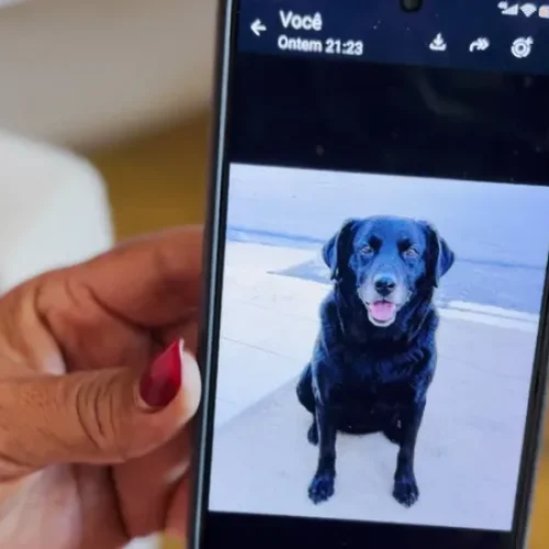 Teixeira registra mais de 200 mortes de cães e gatos com suspeita de envenenamento