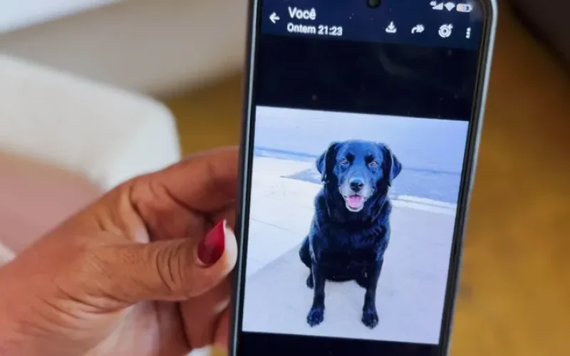 Teixeira registra mais de 200 mortes de cães e gatos com suspeita de envenenamento