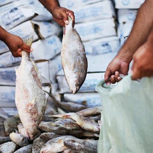 Prefeitura de Congo distribui mais de 3 toneladas de peixe para beneficiários do Bolsa Família